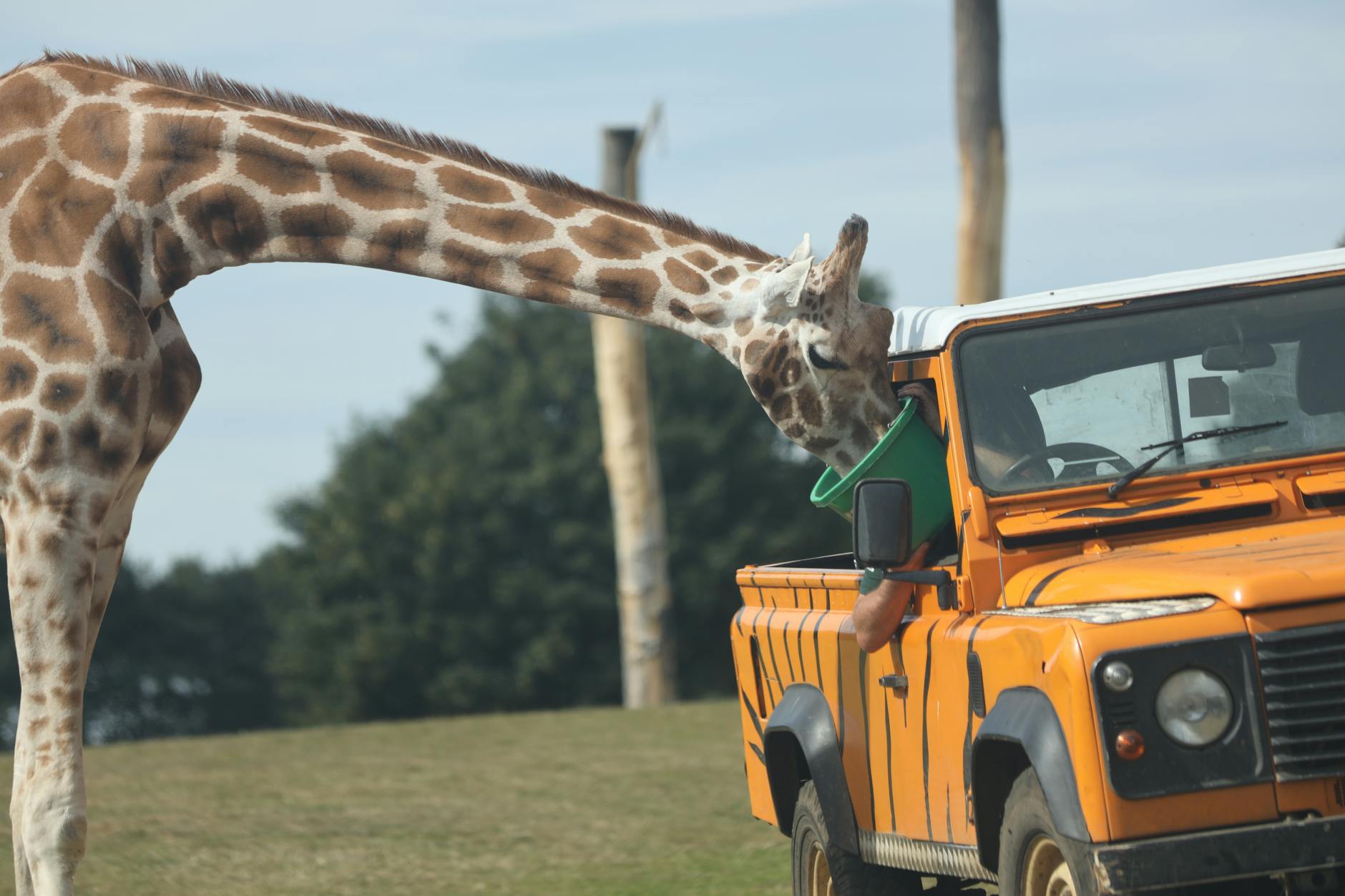 Liverpool with Kids: The Ultimate Family Guide 4 A family safari experience at Knowsley Safari Park near Liverpool, driving through enclosures with wild animals