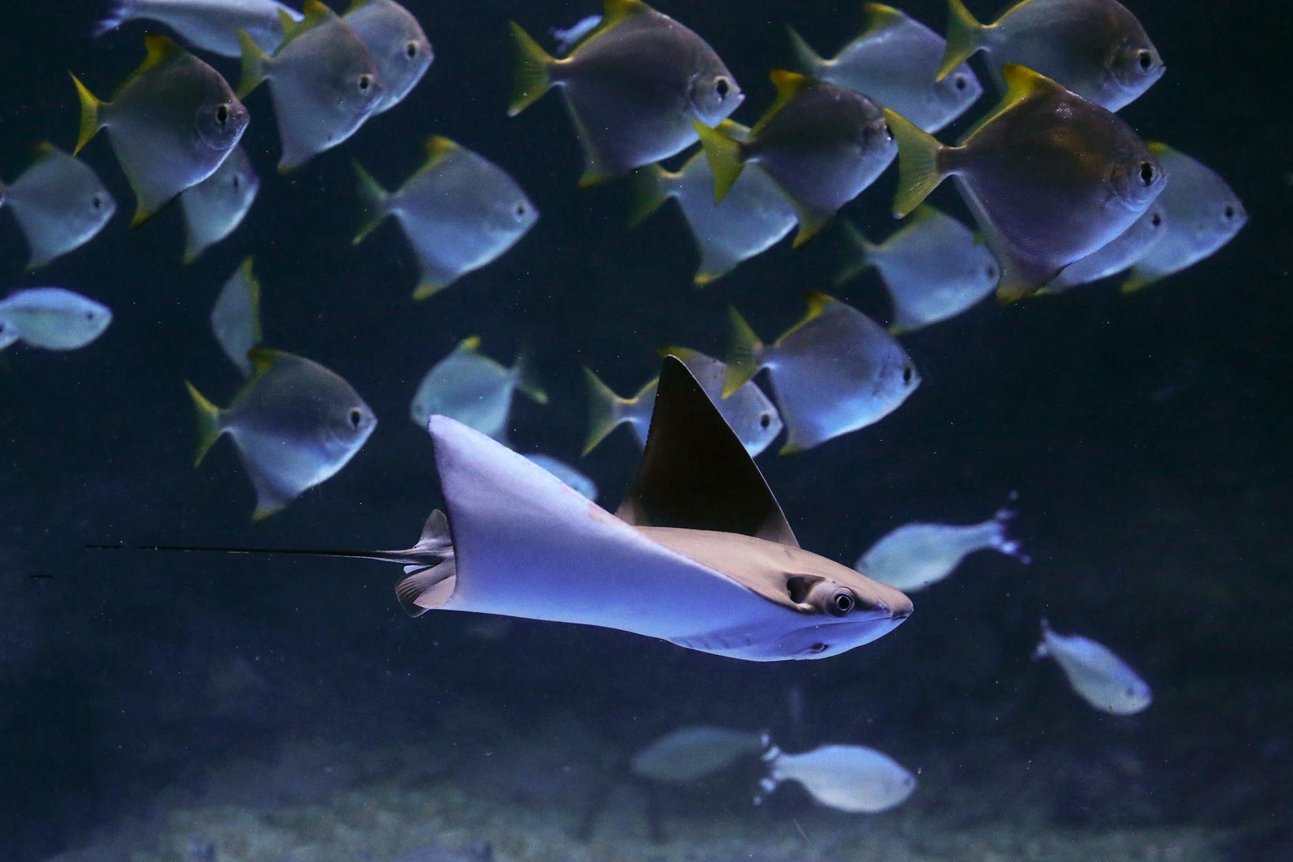 Blue Planet Aquarium ray exhibit family visit from Liverpool