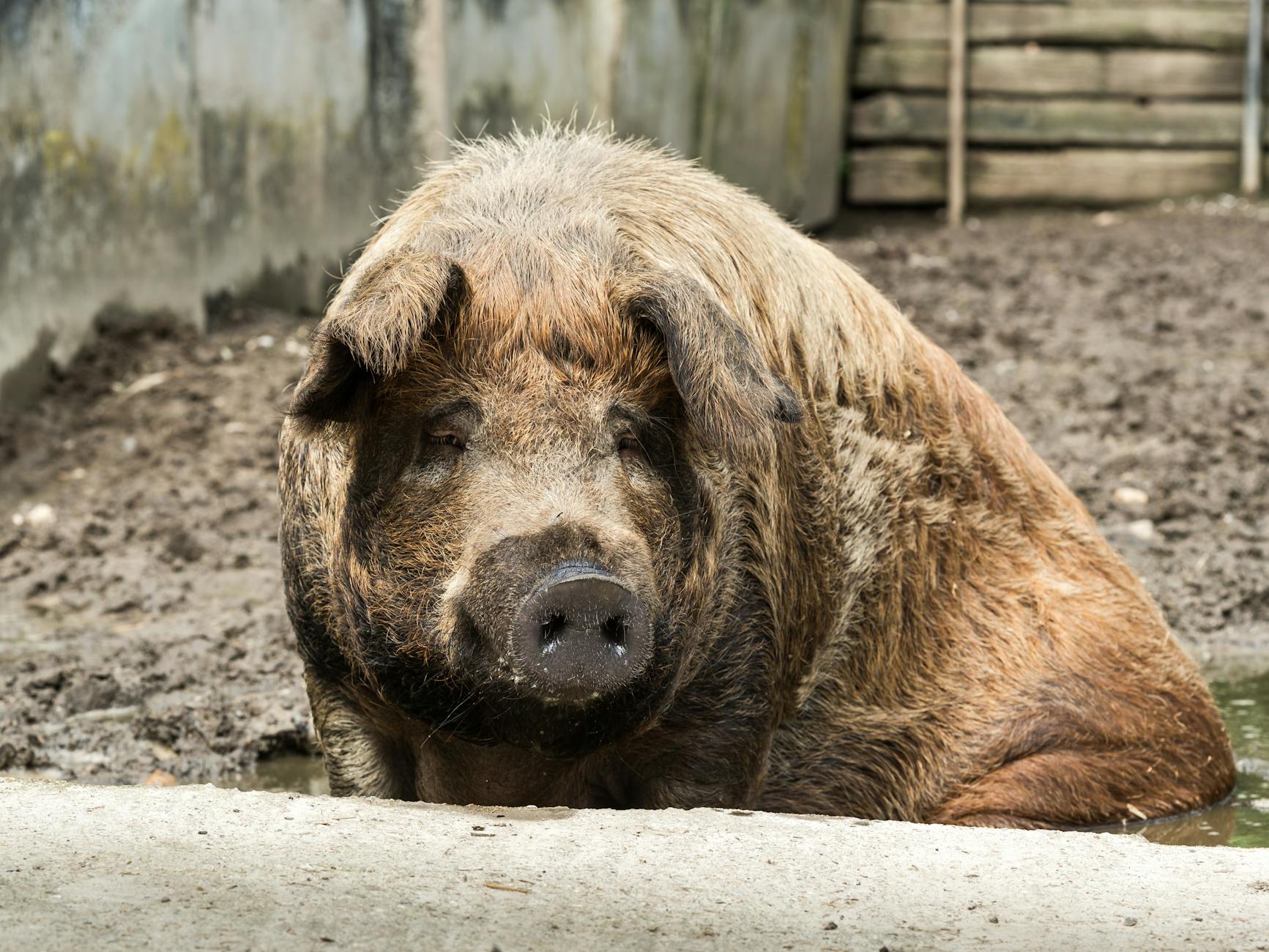 Croxteth Hall Liverpool rare breed pigs farm