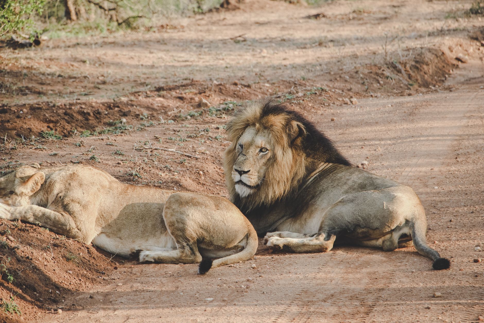 Knowsley Safari Park from Liverpool lions drive-through