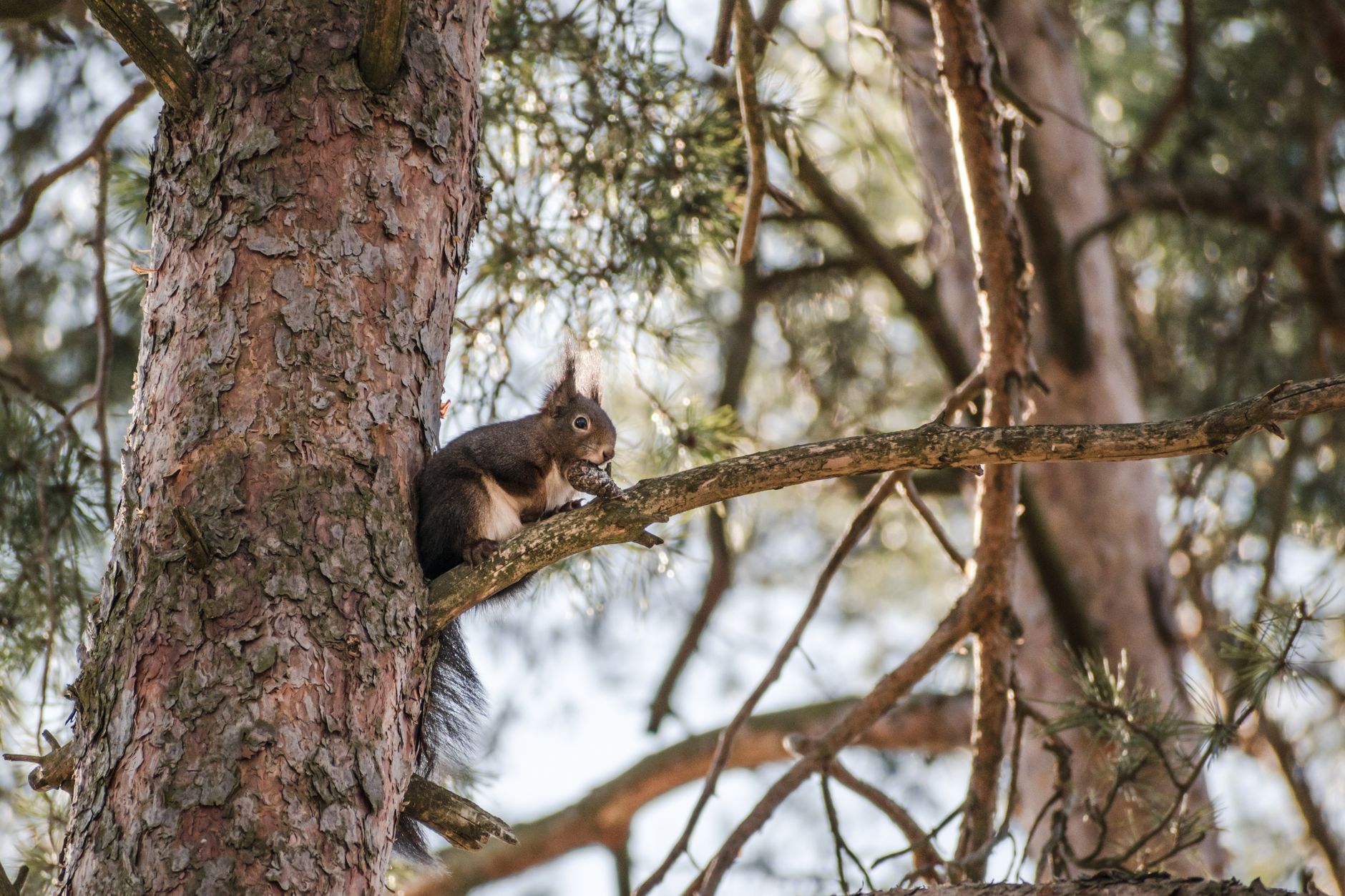 Formby pinewoods red squirrel walking trails National Trust