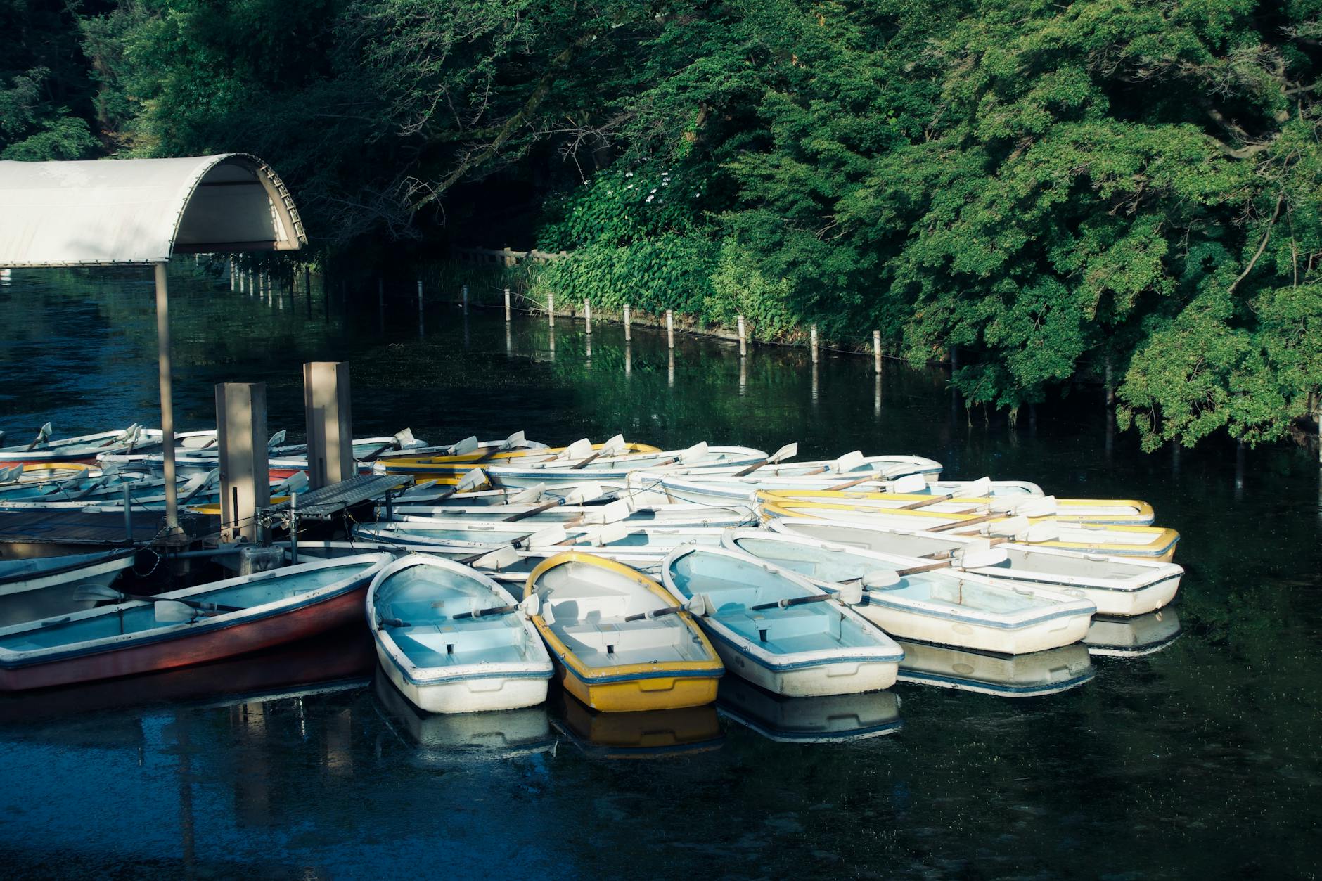 Sefton Park Liverpool boating lake summer